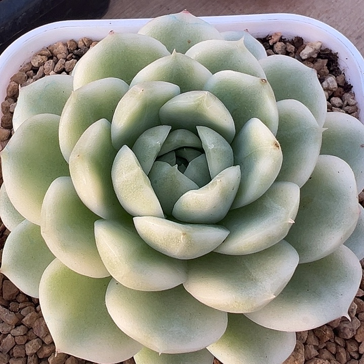 麦秆锦多肉植物饭