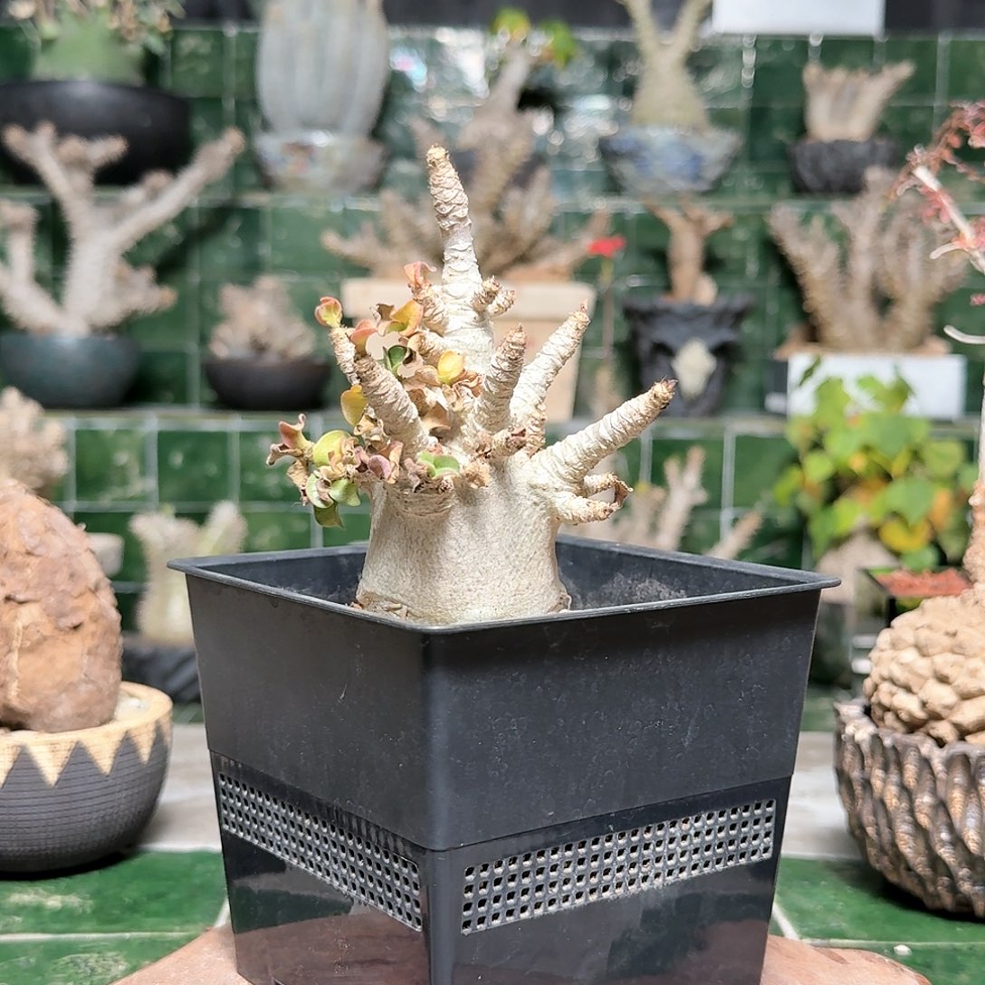 福利白皮卡汗羊角沙漠玫瑰