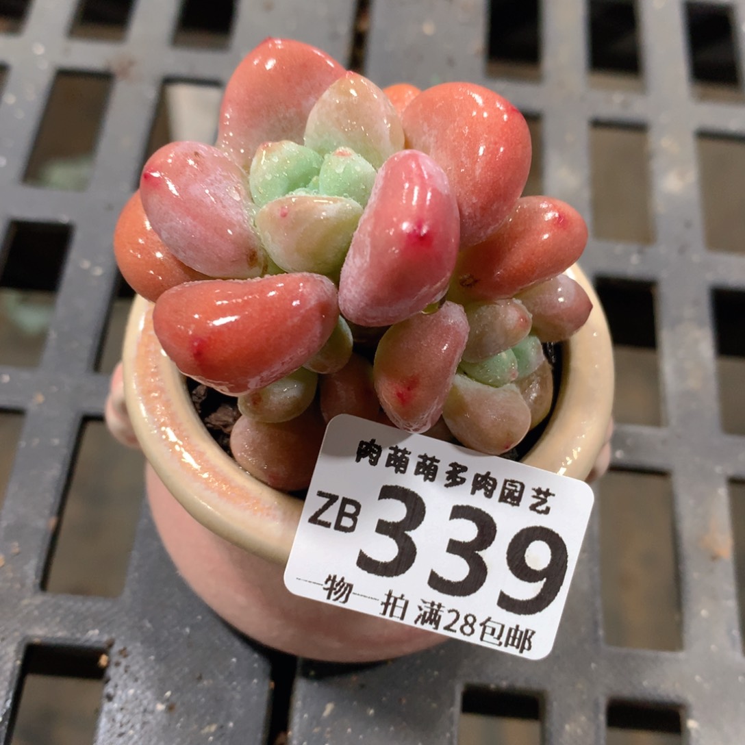 肉萌萌拇指盆精控多肉ZB339