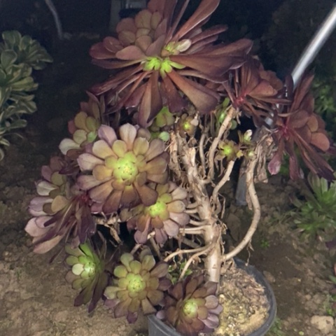 铜壶花脸不包断枝021