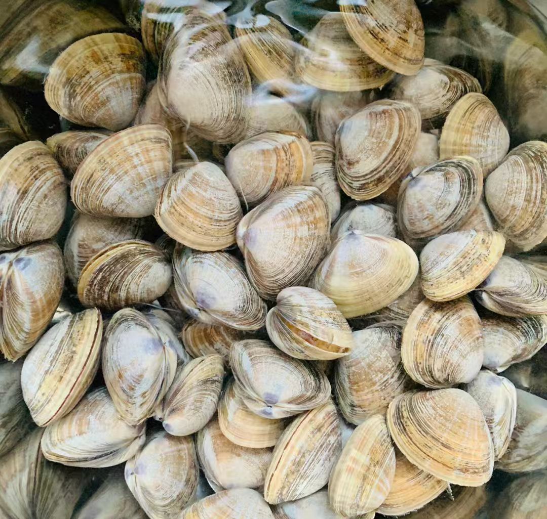 青 东港本地小黄蚬子 吐沙率99%四斤装鲜活发货少量吐水