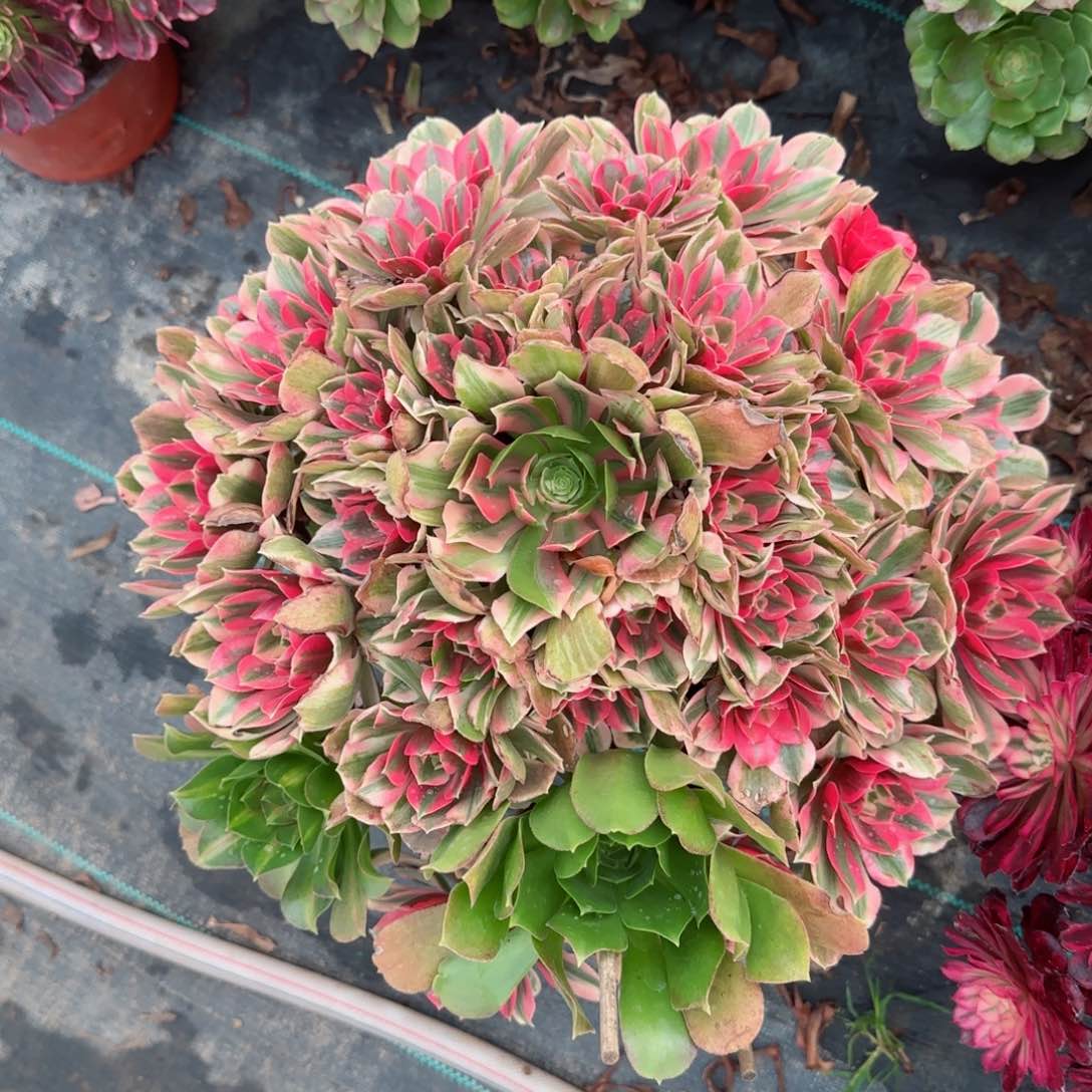 6722女妖多肉多肉