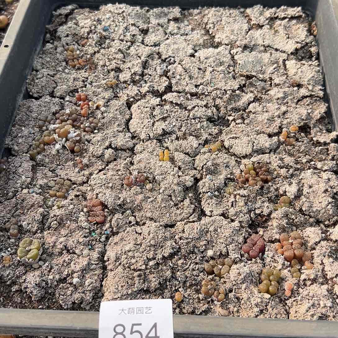 清框脱土发。    854