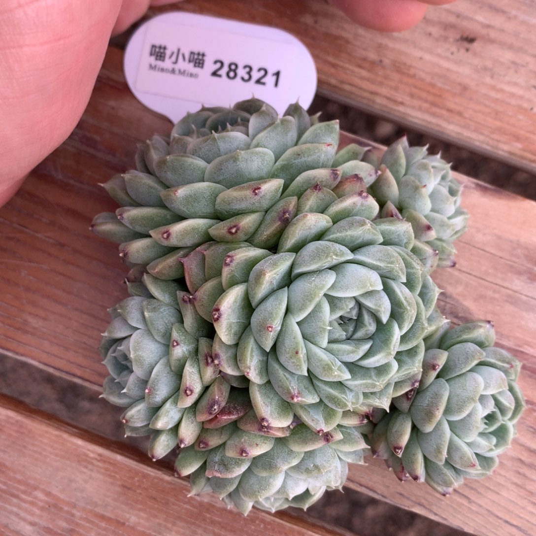 6*多肉植物东云珍妮