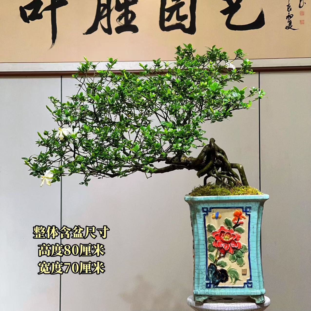 【叶胜园艺】精品四季榄叶栀子花盆景