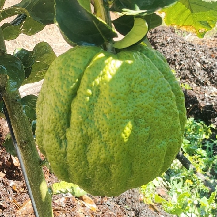 云南高山精品大香橼清供理佛闻香摆件食用