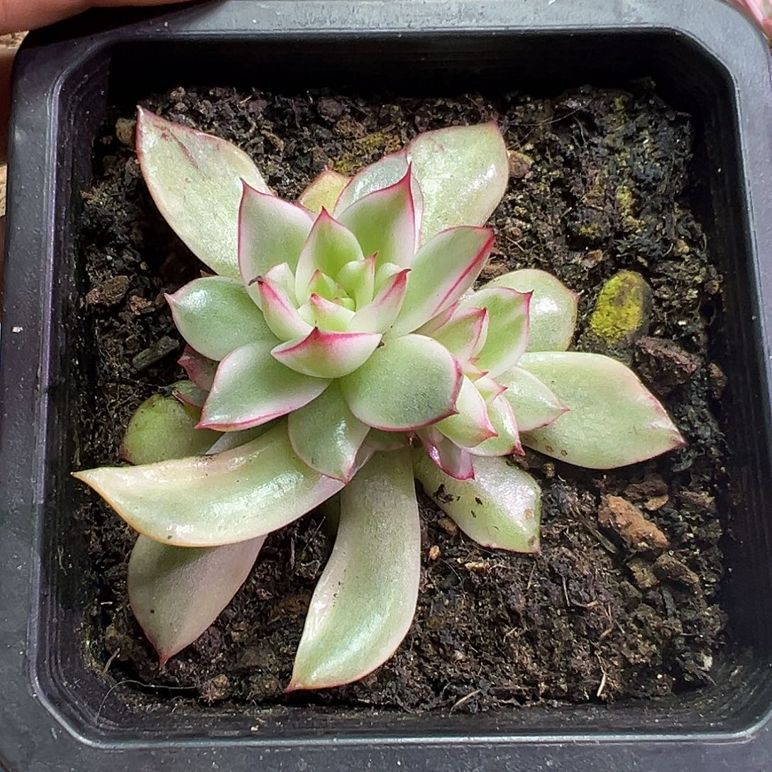 吉赛尔底座多肉植物