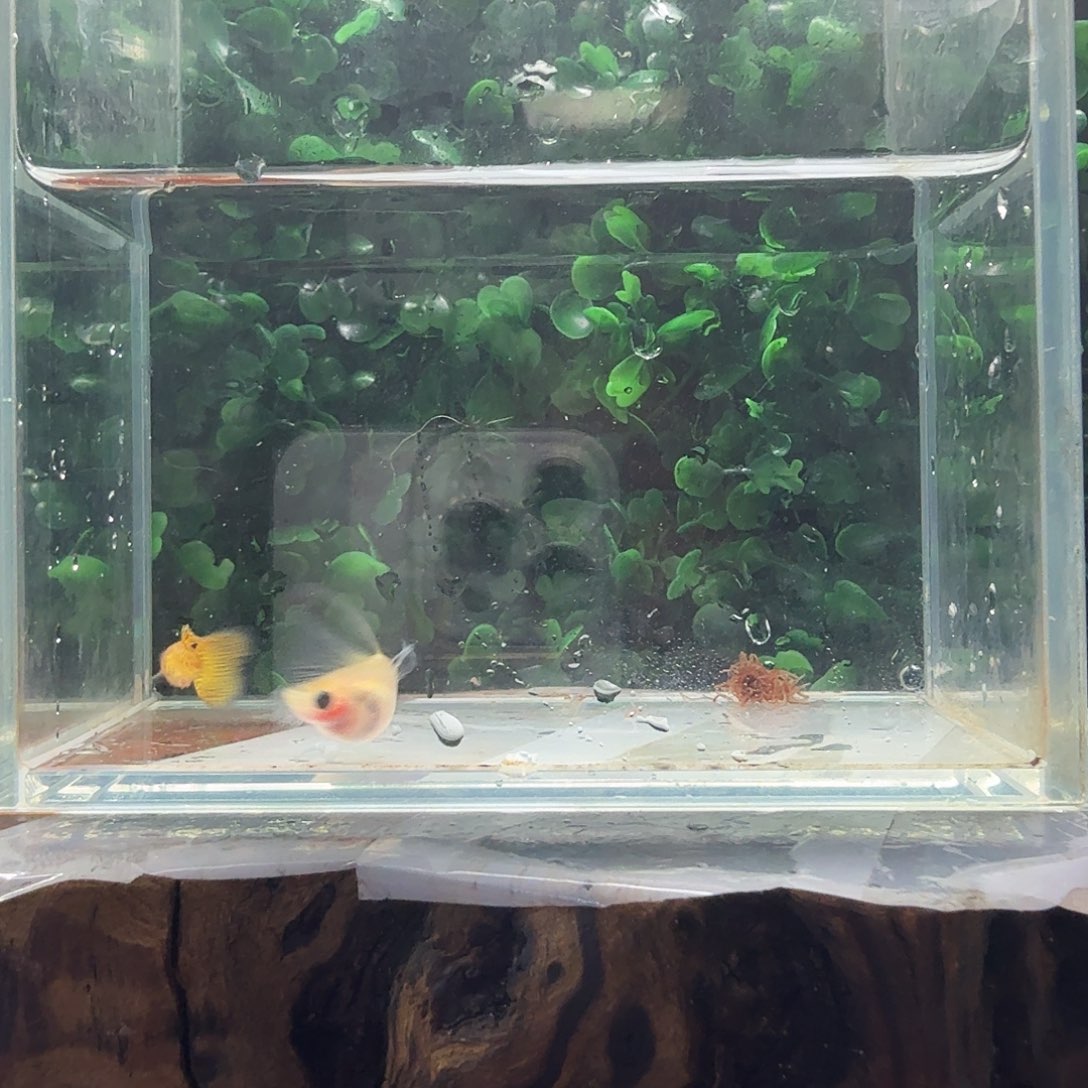 孔雀鱼黄蕾丝球c一对一对
