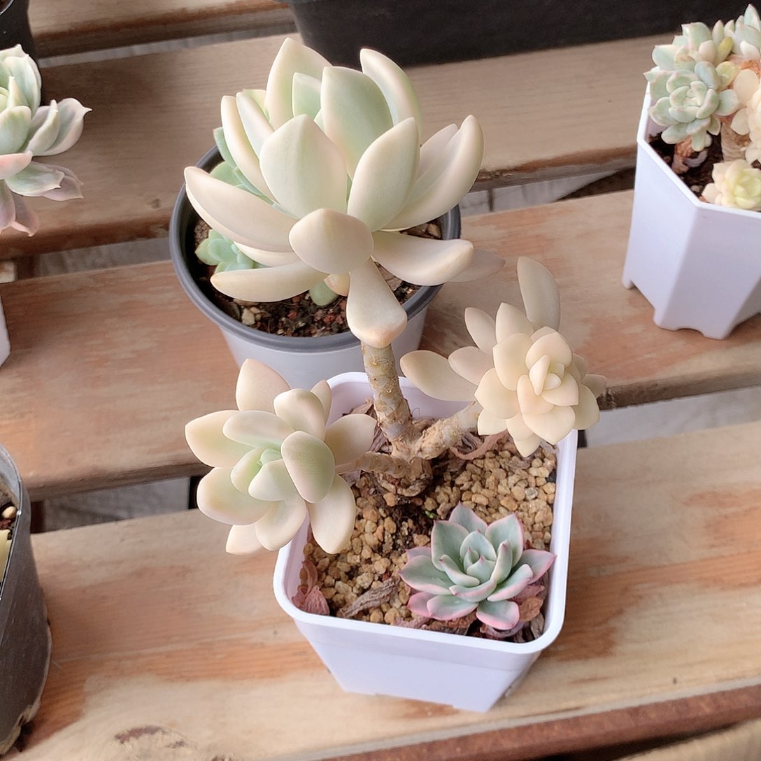 冬美人锦多肉植物老桩