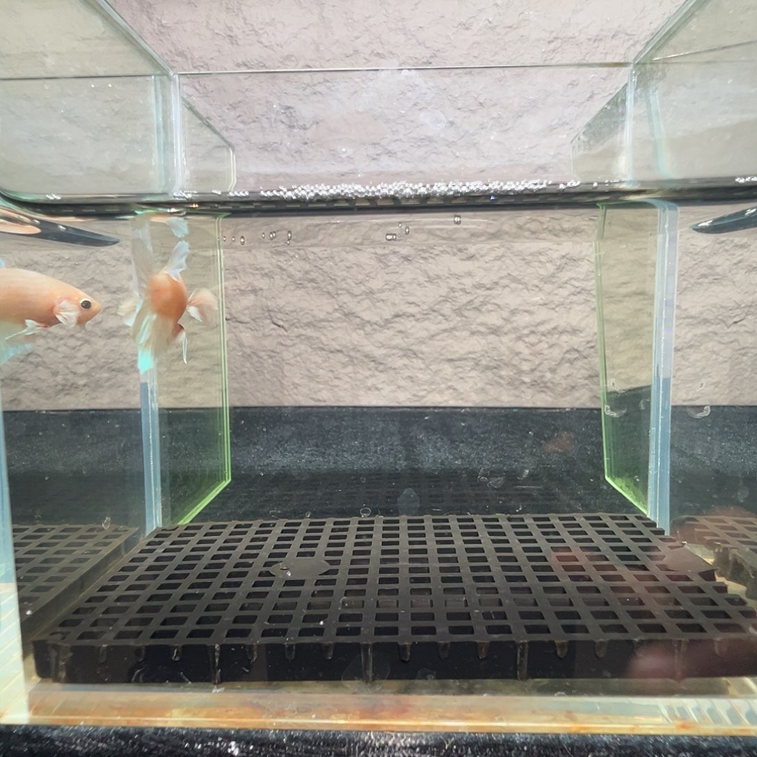 斗鱼阿浩泰斗24日120