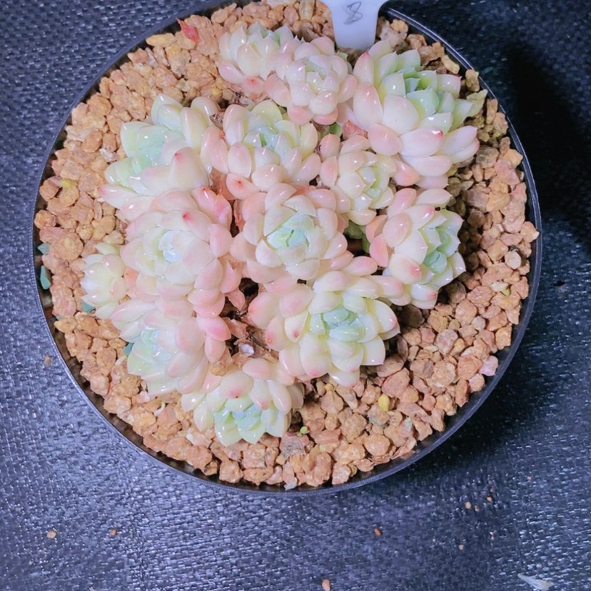 【闪购商品】迷*者2005