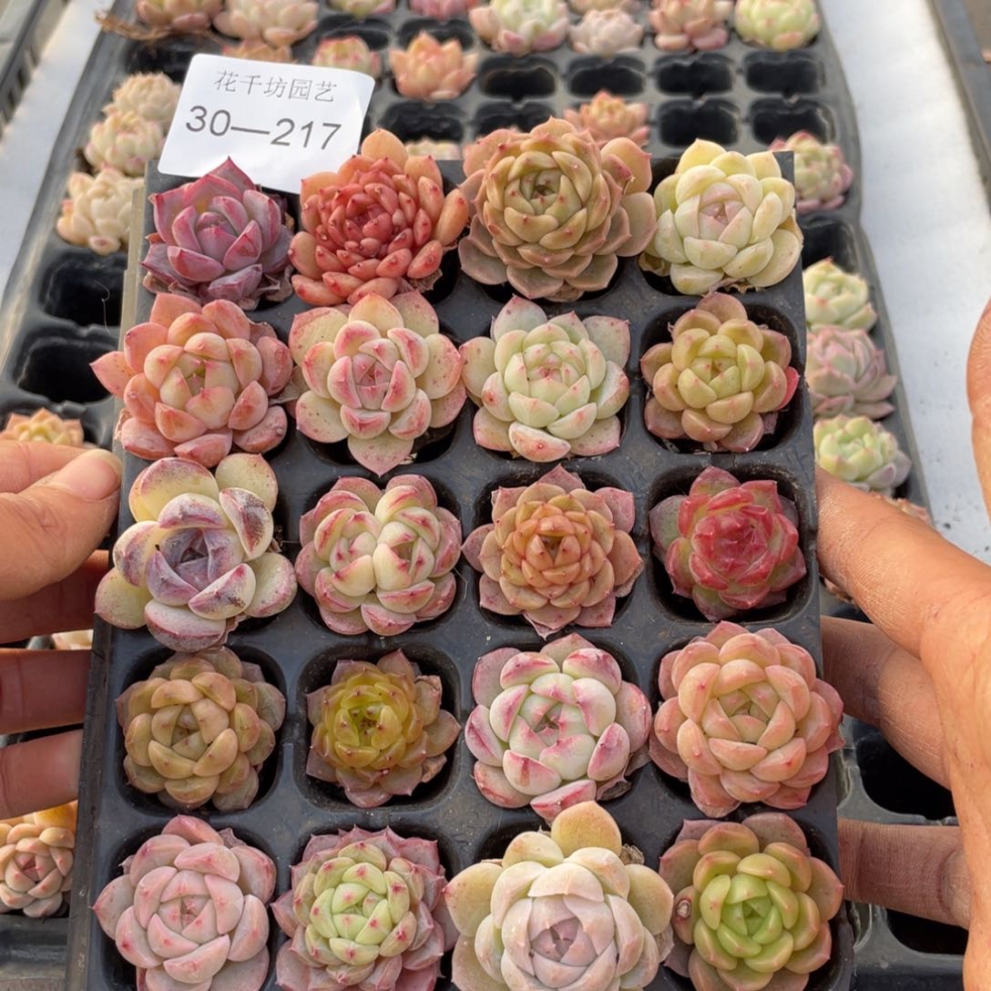 ?**?一物一拍20颗小苗30-217