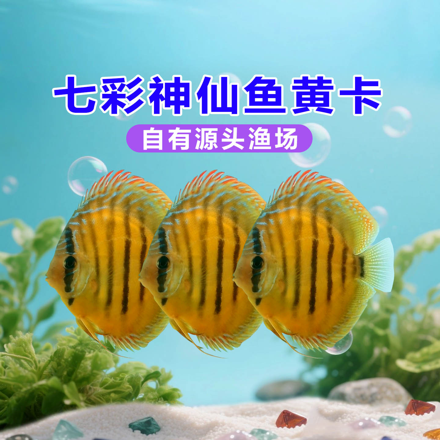 七彩神仙鱼黄卡热带淡水观赏鱼好养易活鱼苗精品幼鱼渔场现货包损