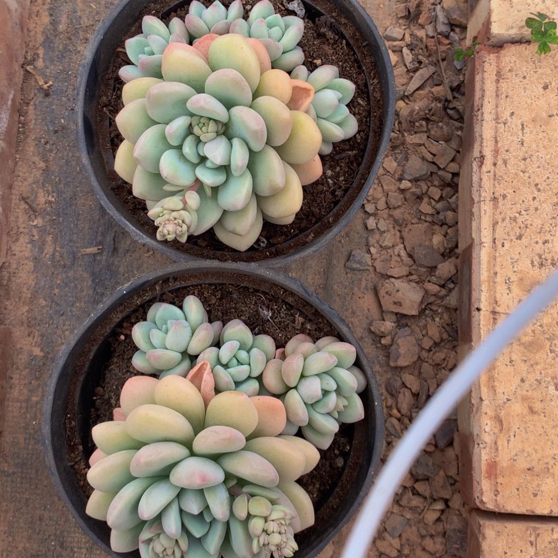 水*泡泡糖群多肉植物