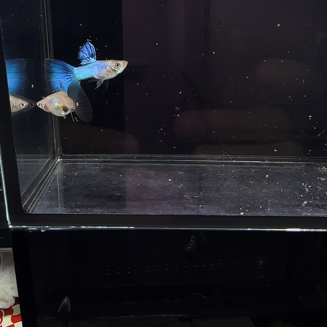 孔雀鱼新加兰一对