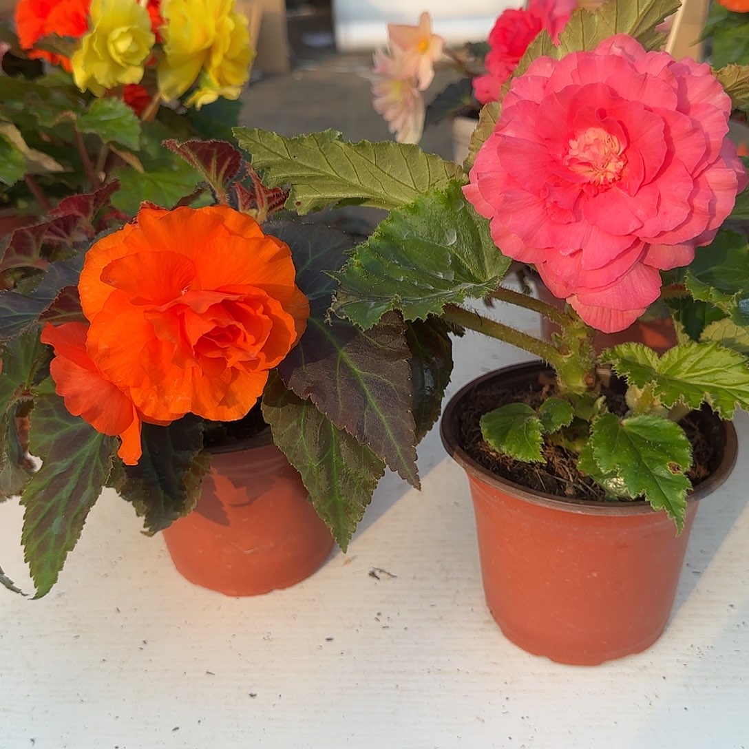 摩卡橙➕绿叶粉 夫妻海棠