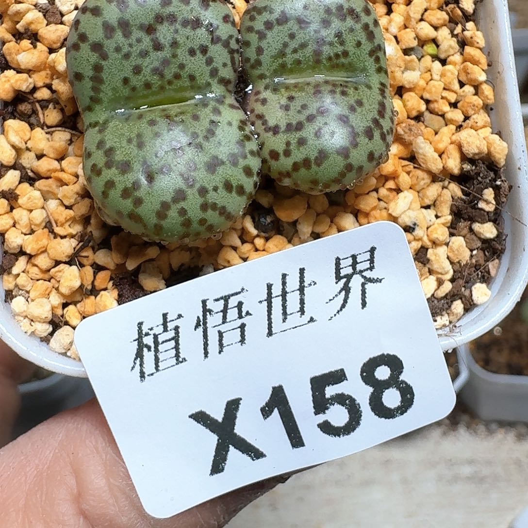 158号多肉植物哇f vb b