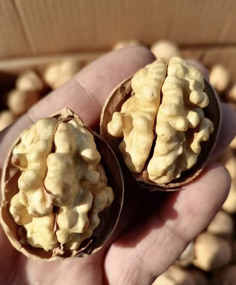 新疆阿克苏纸皮核桃
