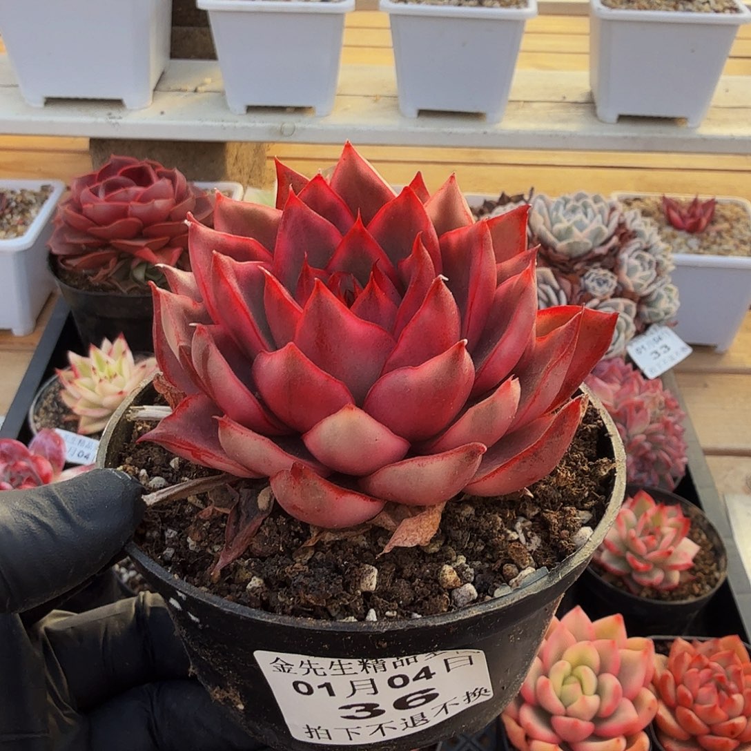 0104-36漂亮玛丽亚锦