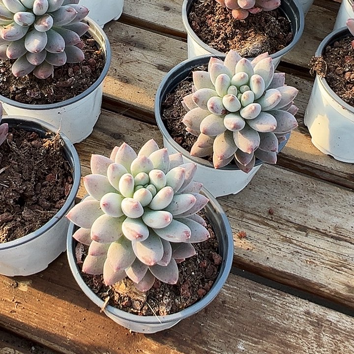 团075    哥特萝莉   