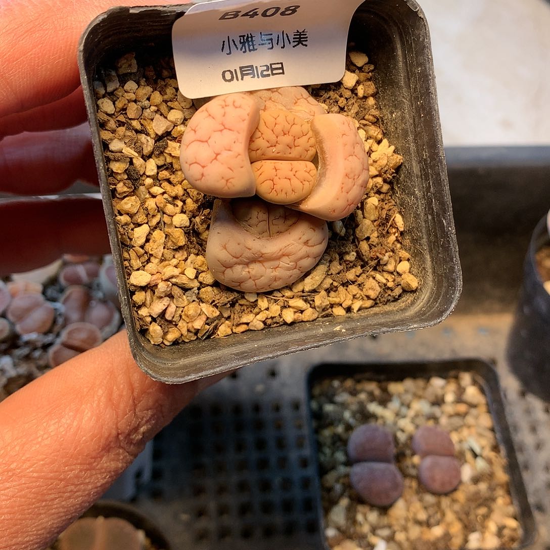 暖*?B408多肉植物保护研究所