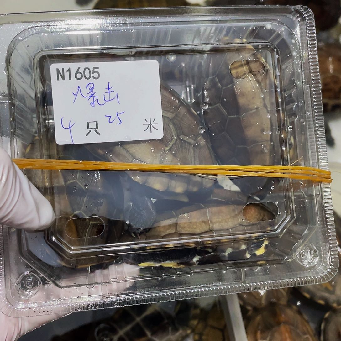 不分公母中华草龟爆*