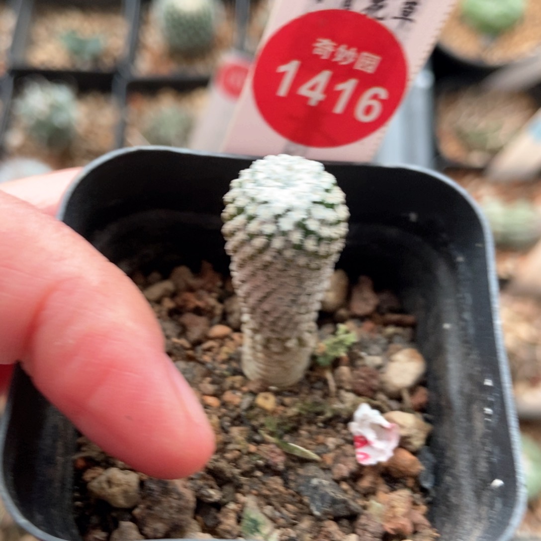 实生银牡丹1.3cm实生银牡丹