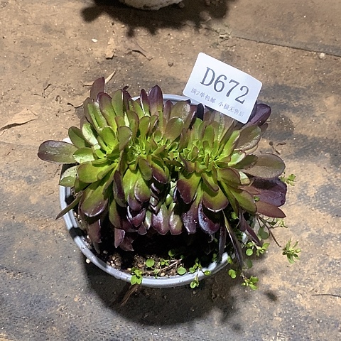 672欧紫缀化多肉法师锦