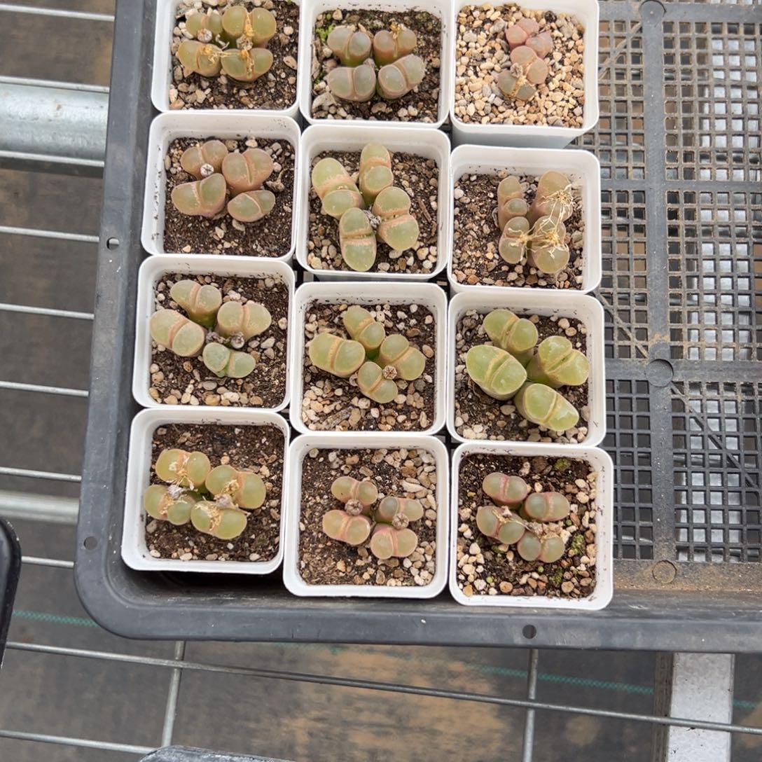 量拍4头风铃一颗。多肉