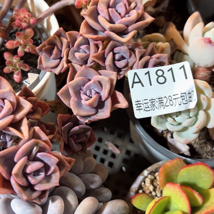 幸运的是我的朋友们