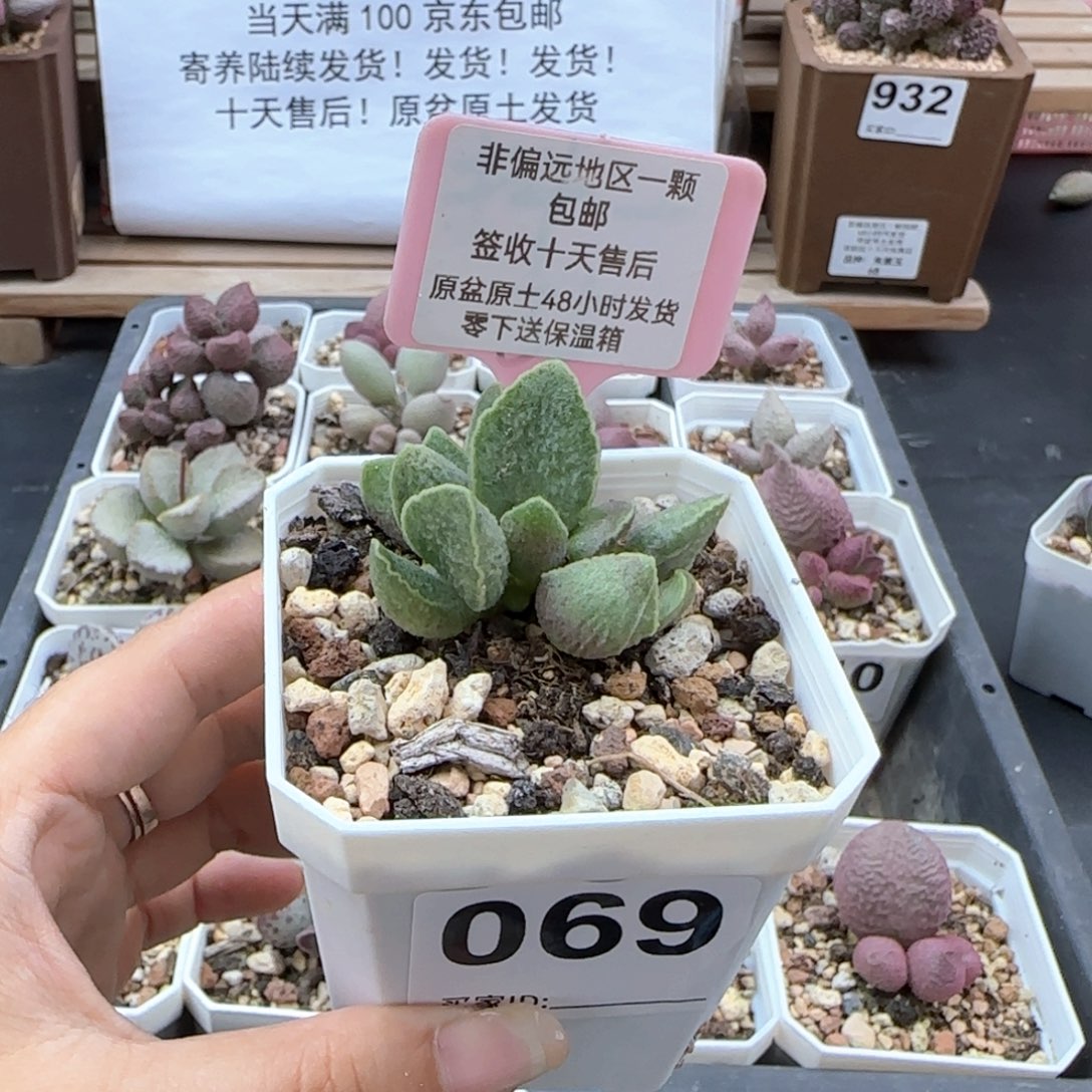 069抹茶多肉植物