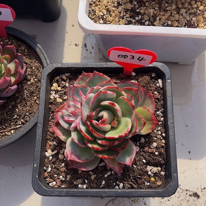惊鸿仙子多肉植物34