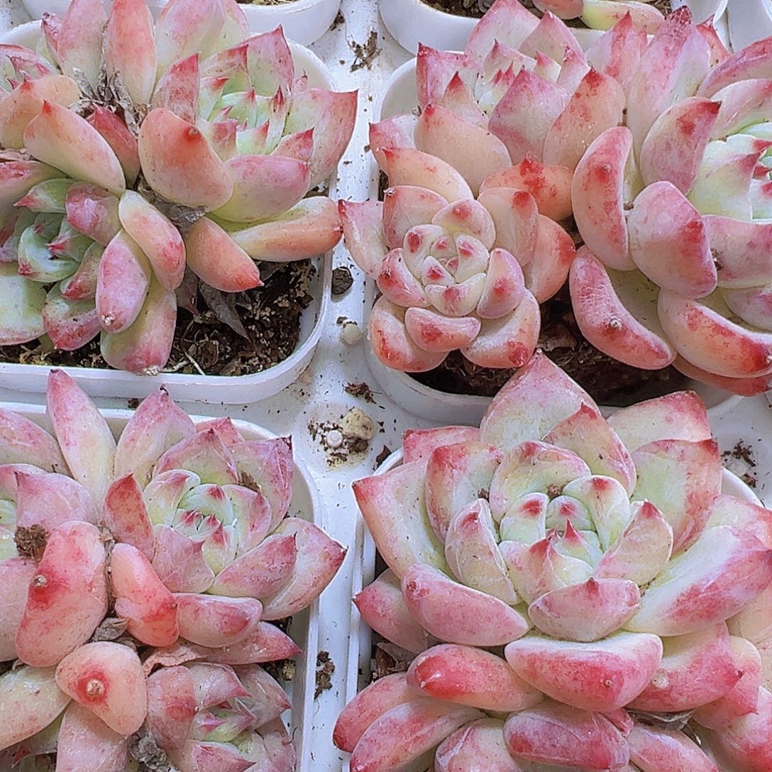 白拉糖群19包邮多肉植物