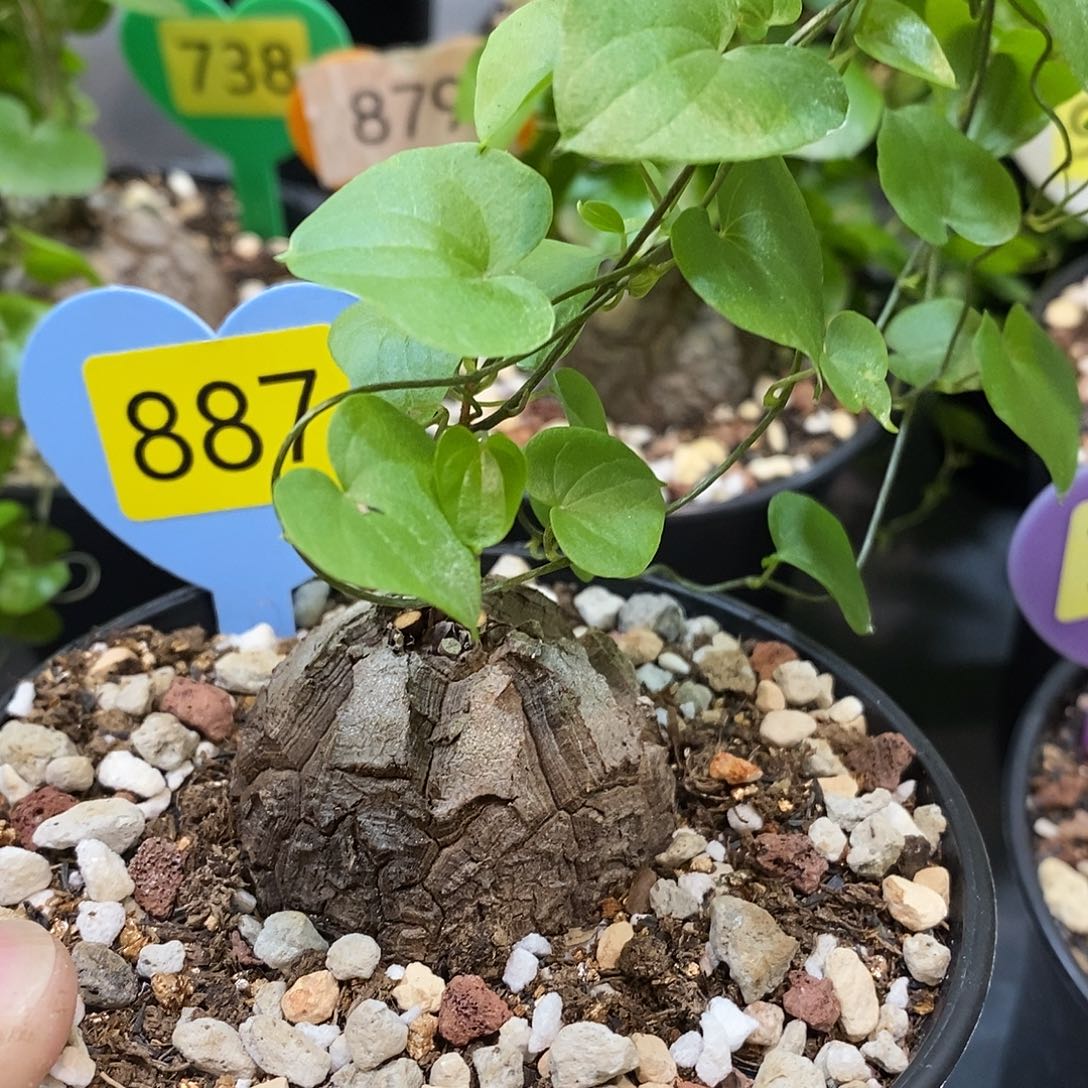 南非龟甲龙龟甲龙