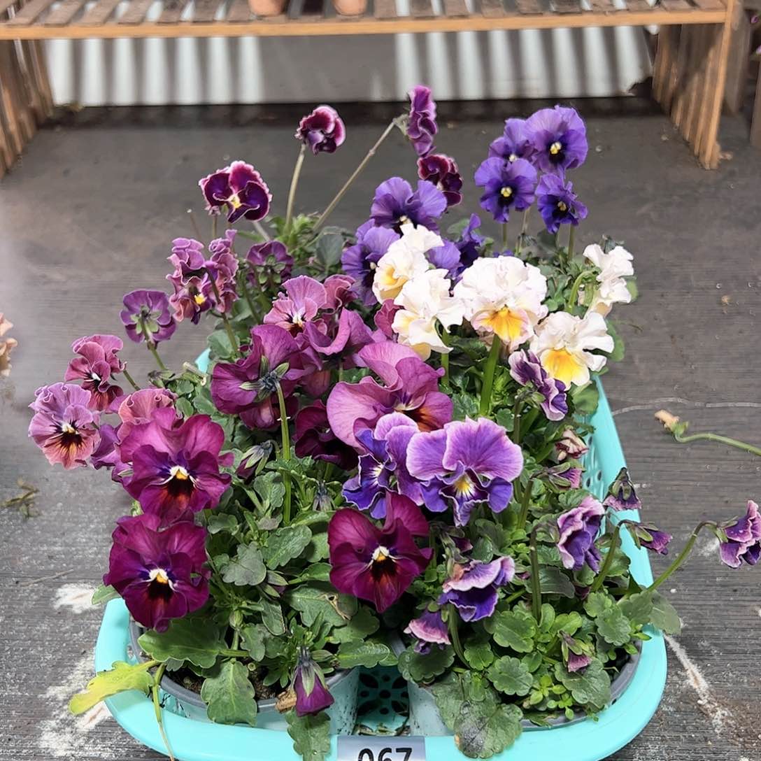 【闪购商品】067号