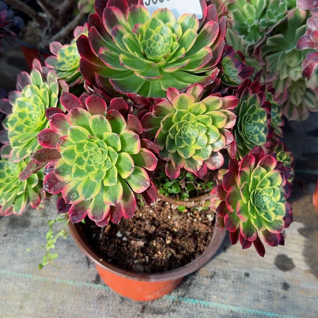 爱***?5659多肉朝霞多肉多肉