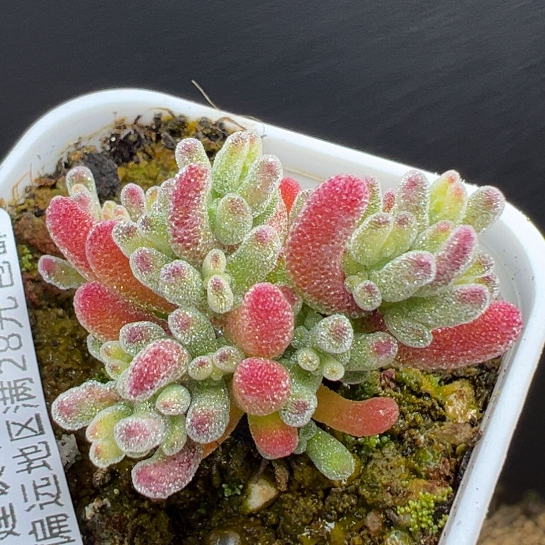 dy5880小精控冰晶锦冠幅3.8cm