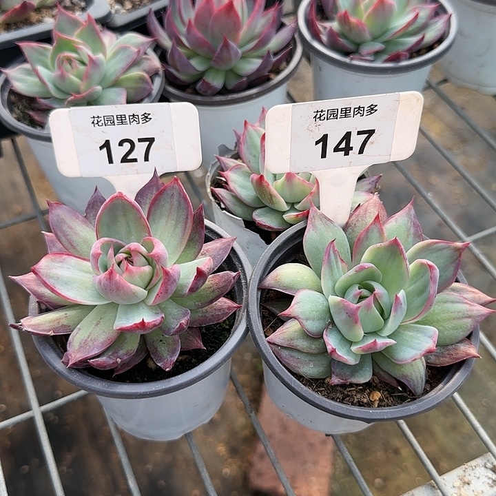 永***福127,147 惊鸿仙子多肉植物6-8cm