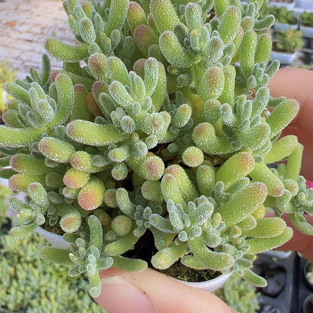 冰水晶19包邮多肉