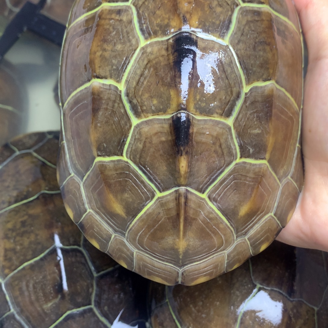 绿毛龟母中华草龟不分公母