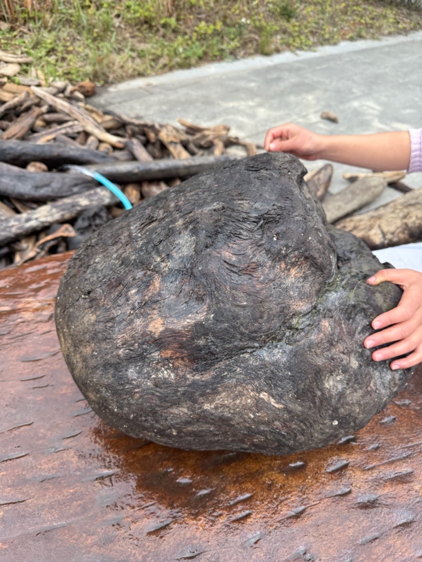 民间使用风化木阴沉木