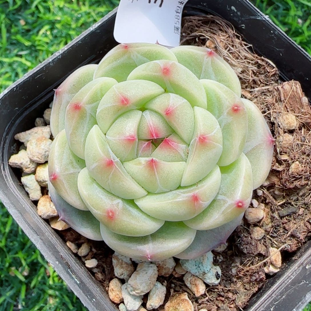 星辰，3330多肉植物