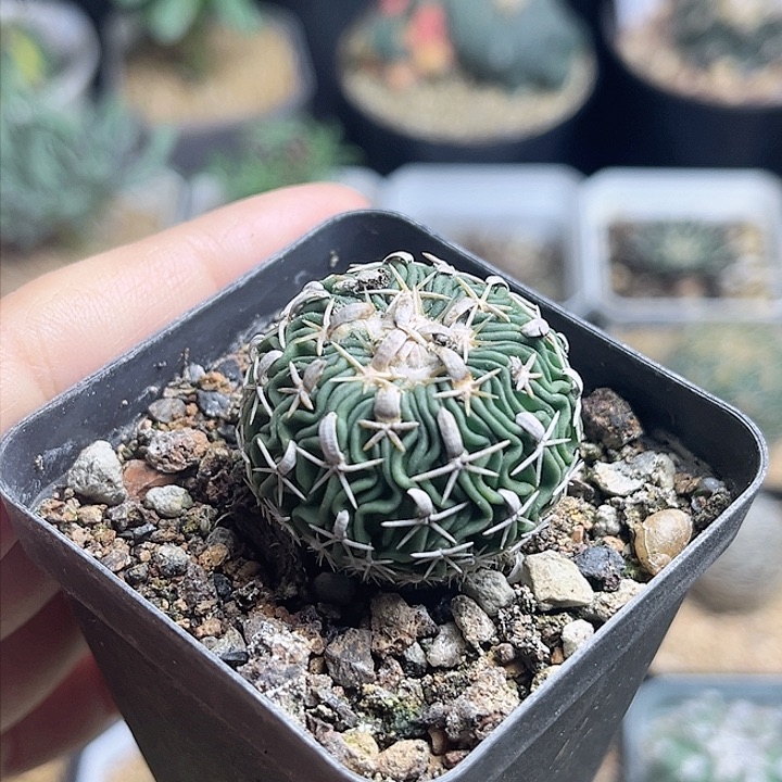 太刀岚实生球一颗3公分