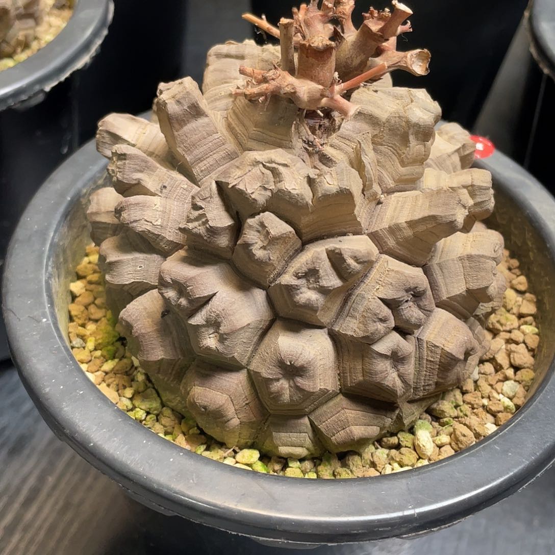 4号剑甲龟甲龙10公分
