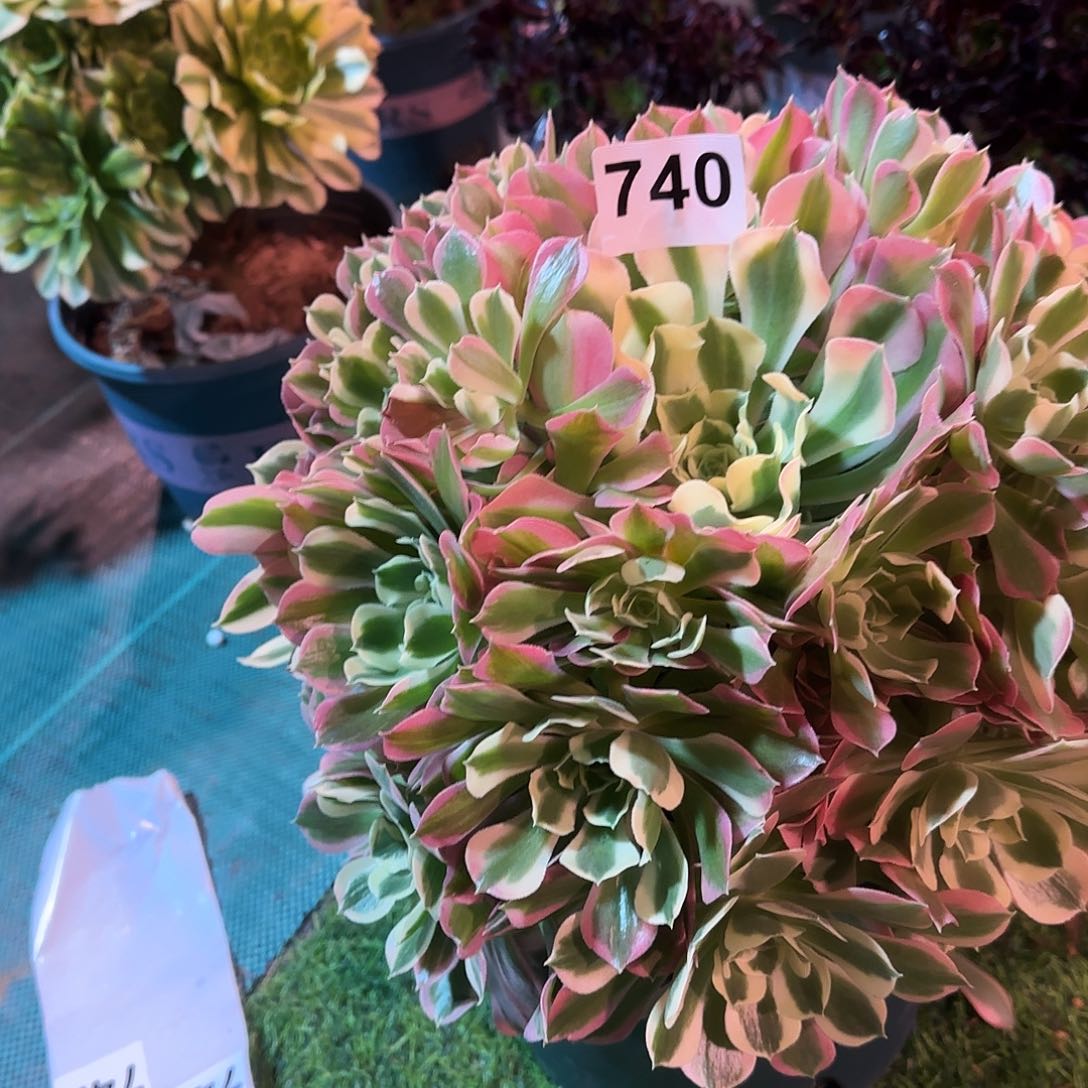 多肉植物白凤740