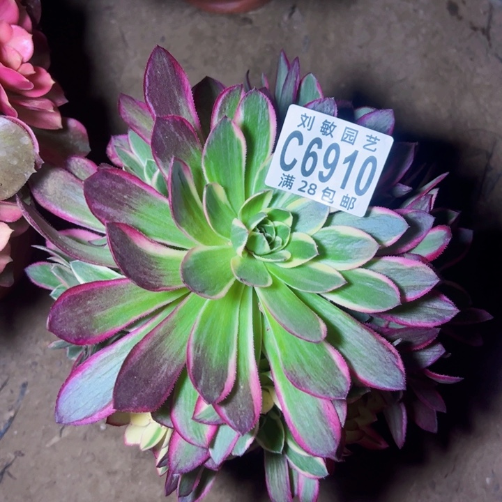 用****86910多肉植物法师法师法师多肉植物