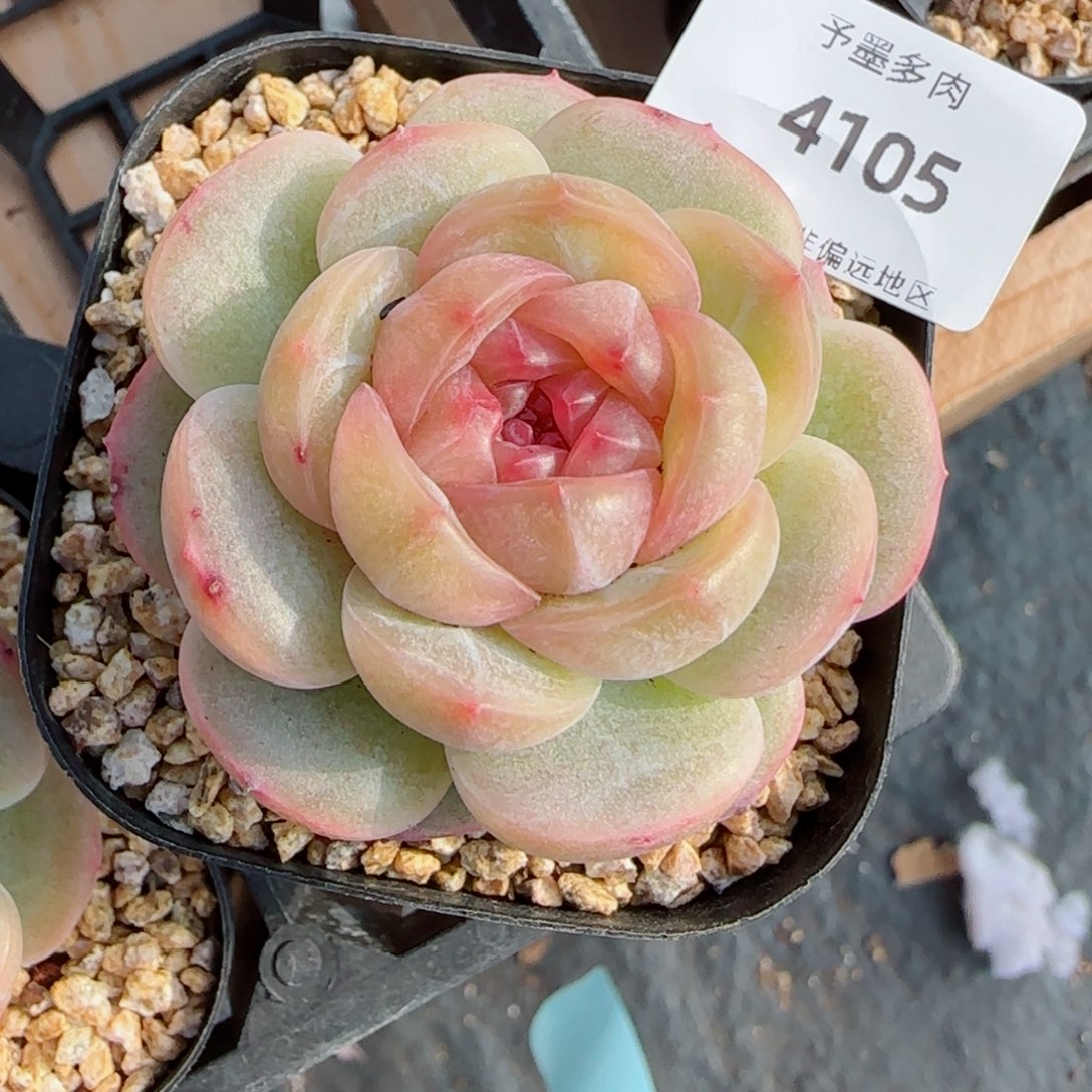 莫**?落梨花，4105多肉植物