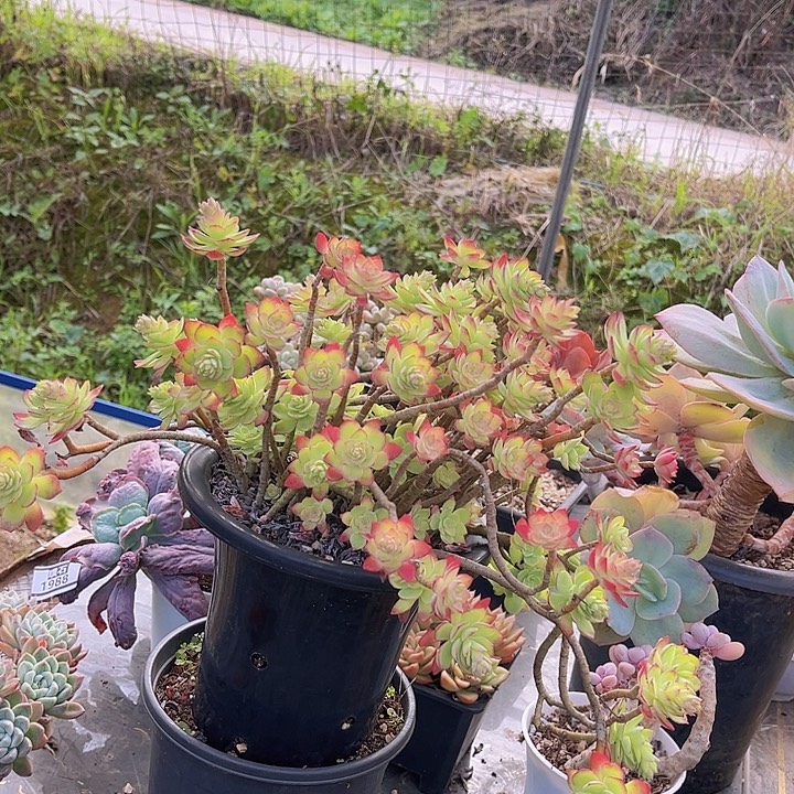 薄化妆2171多肉植物