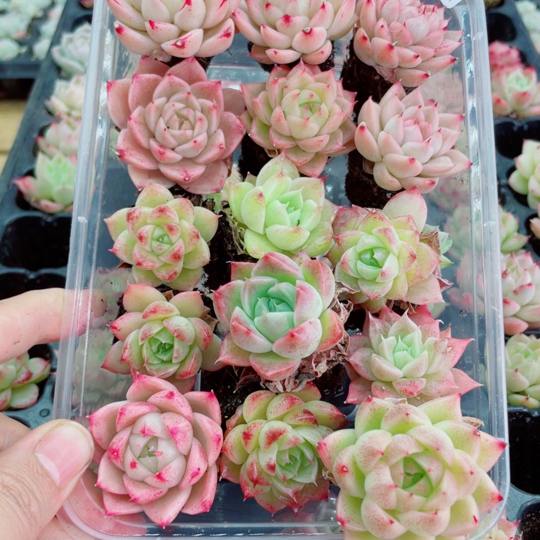 开心快乐幸福011