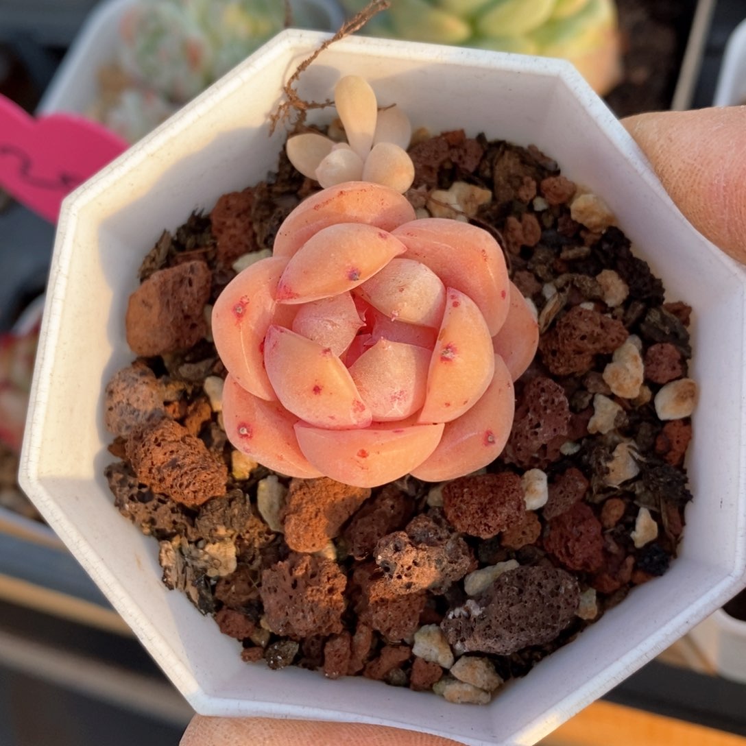 精品多肉一物一拍不包整56